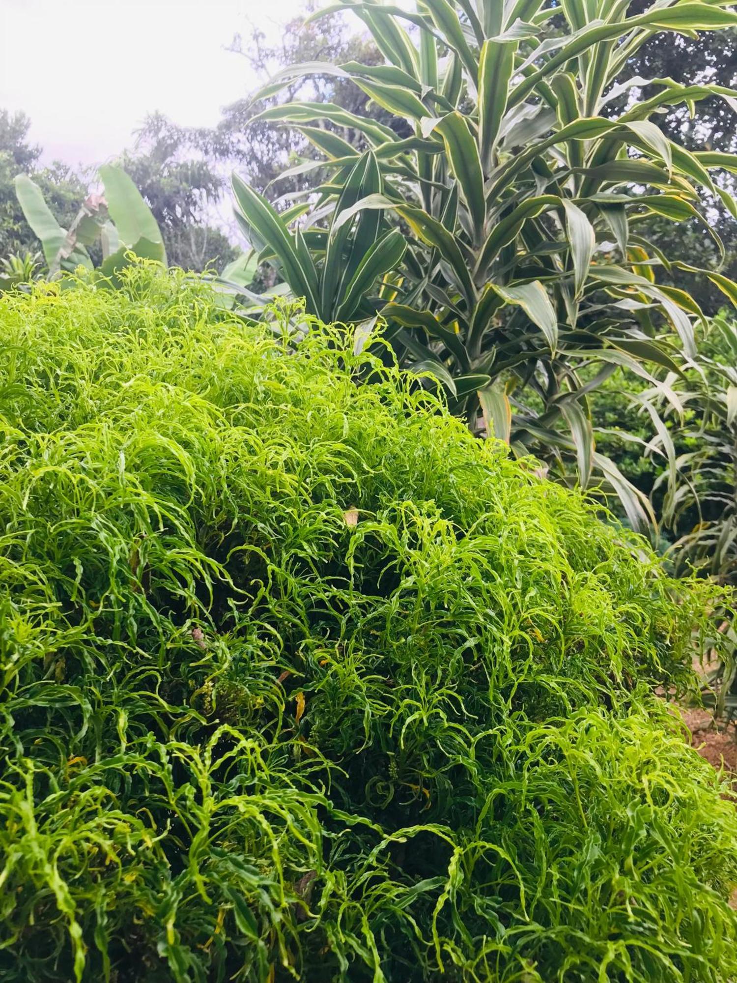 Cinnamon Homestay Ella Esterno foto