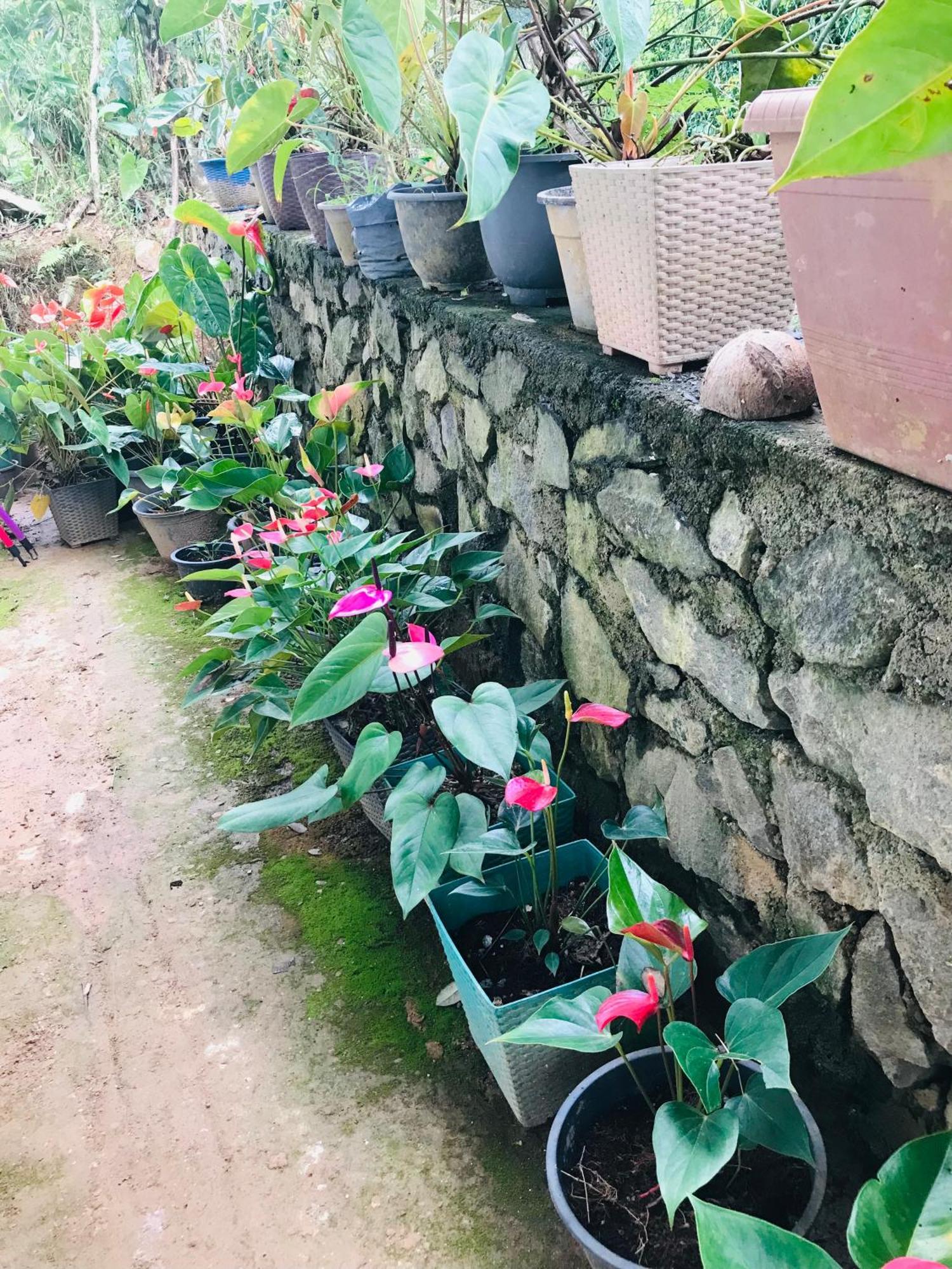 Cinnamon Homestay Ella Esterno foto