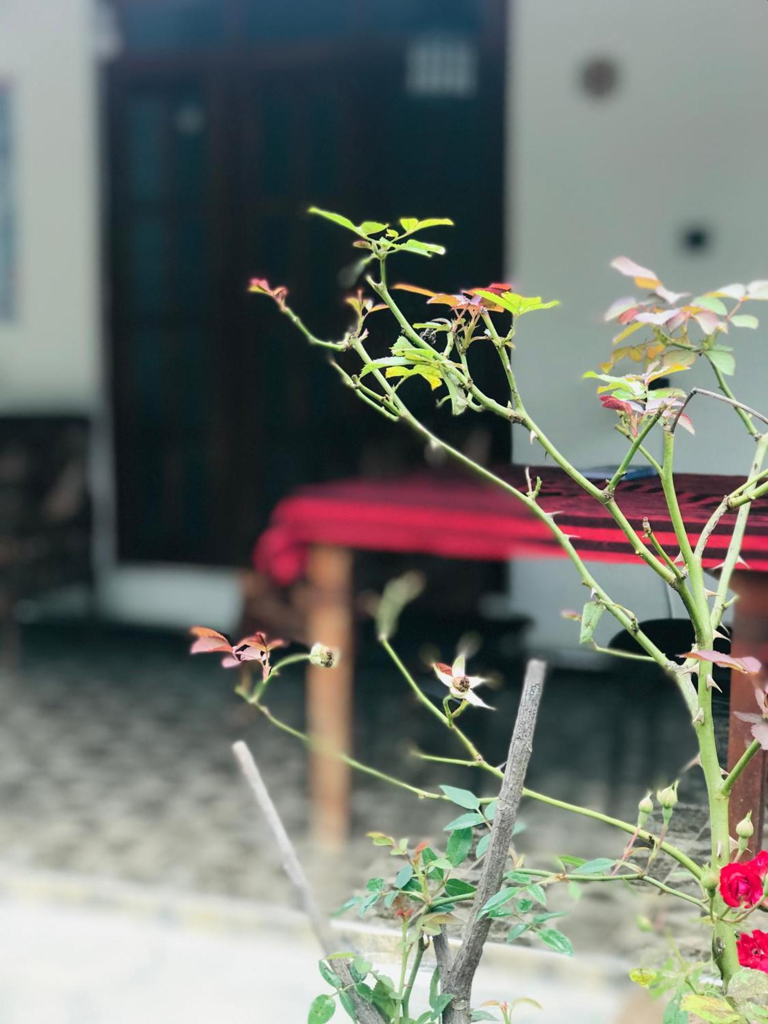Cinnamon Homestay Ella Esterno foto