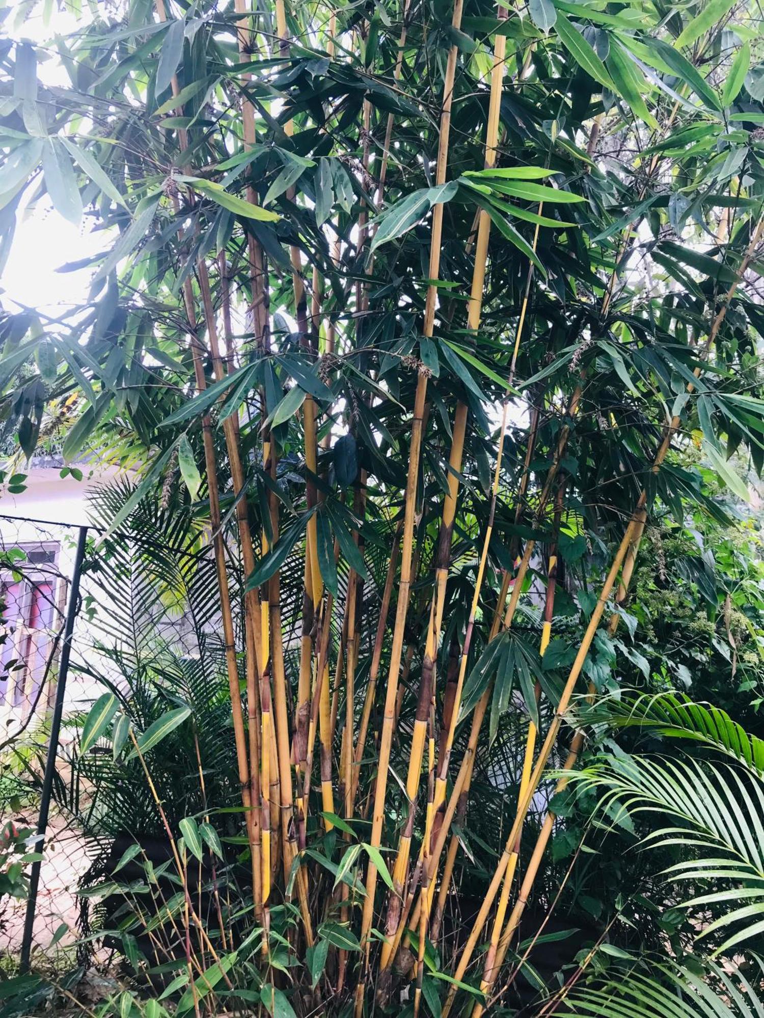 Cinnamon Homestay Ella Esterno foto