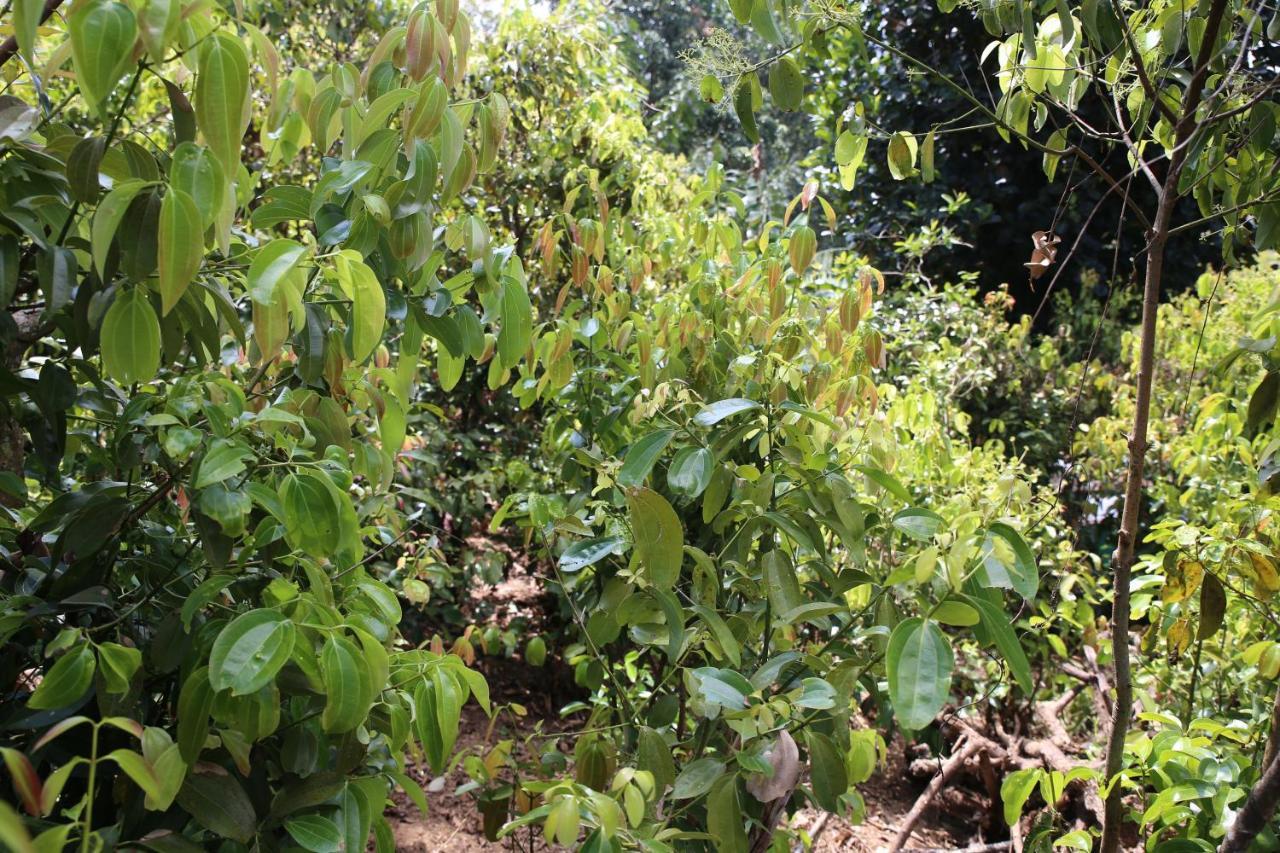 Cinnamon Homestay Ella Esterno foto